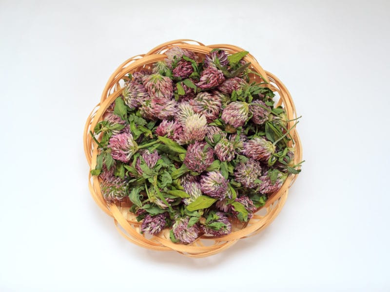 The Top 8 Herbs To Support Cellular Health Dr. Will Cole