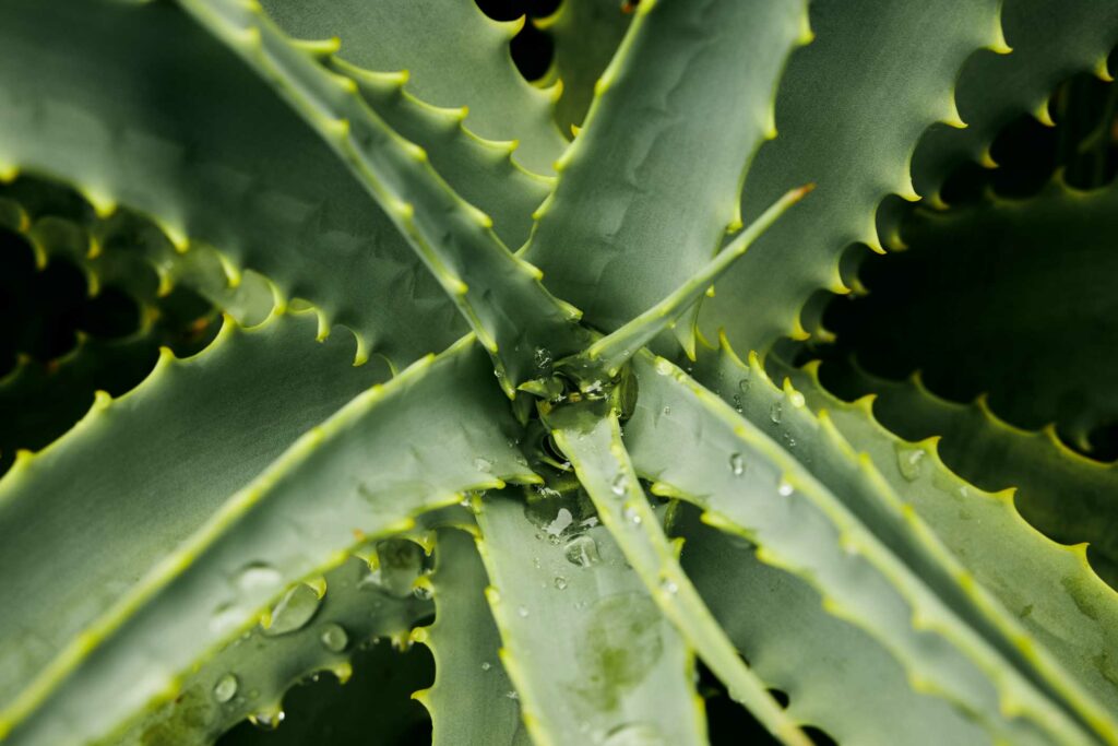 Plant