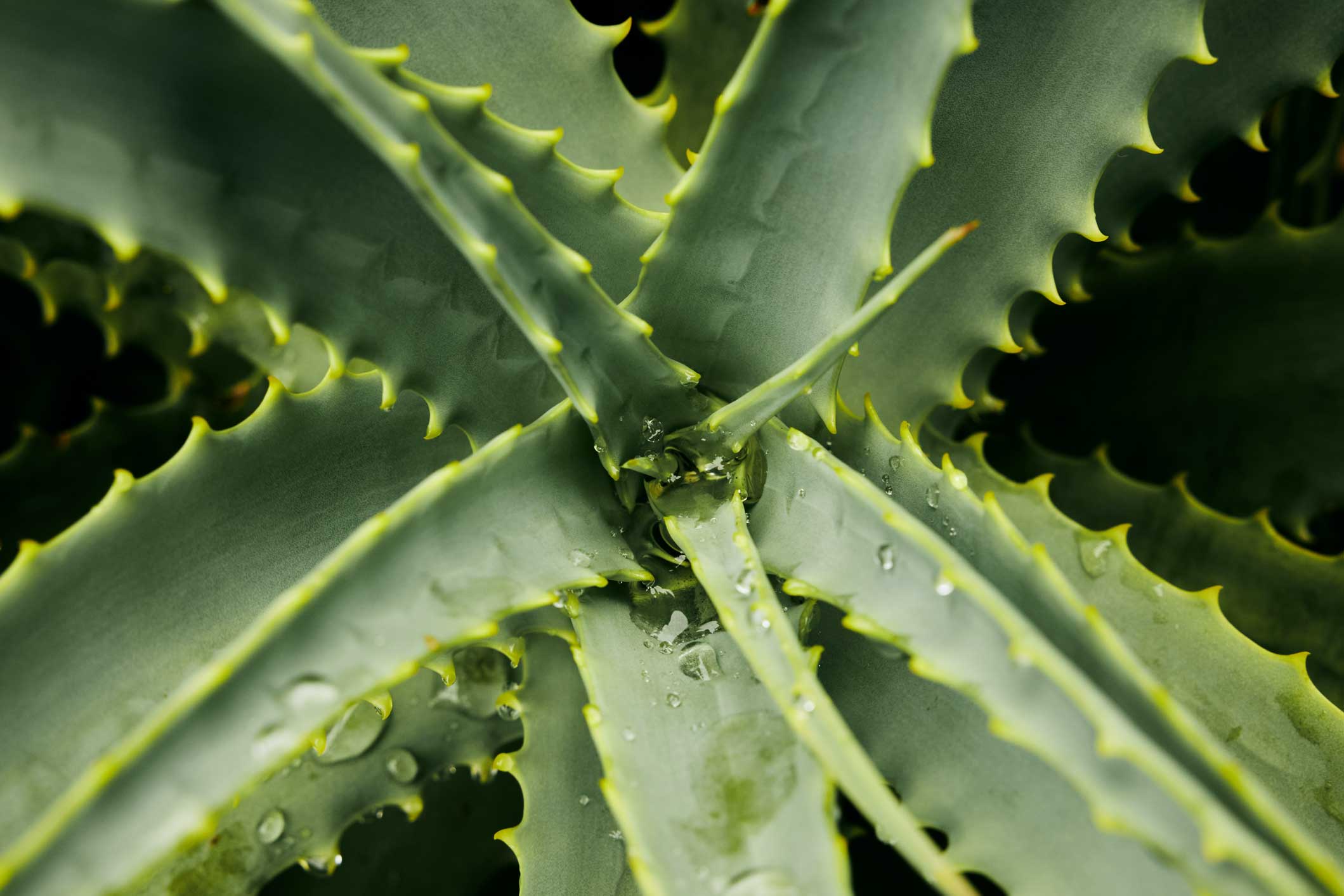 Plant