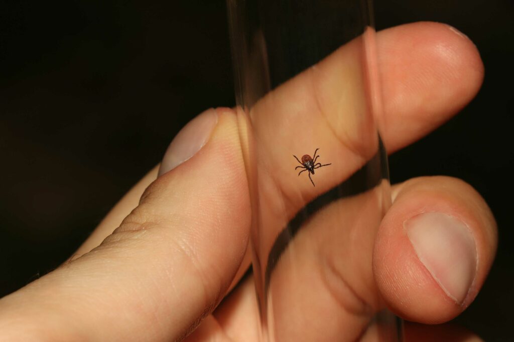 Tick On A Hand