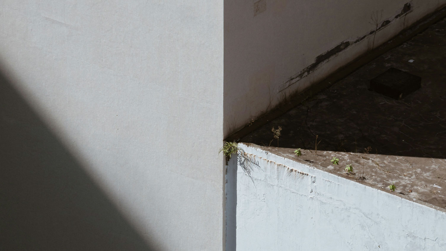 7-Dangerous-Types-Of-Mold-In-Your-Everyday-Life