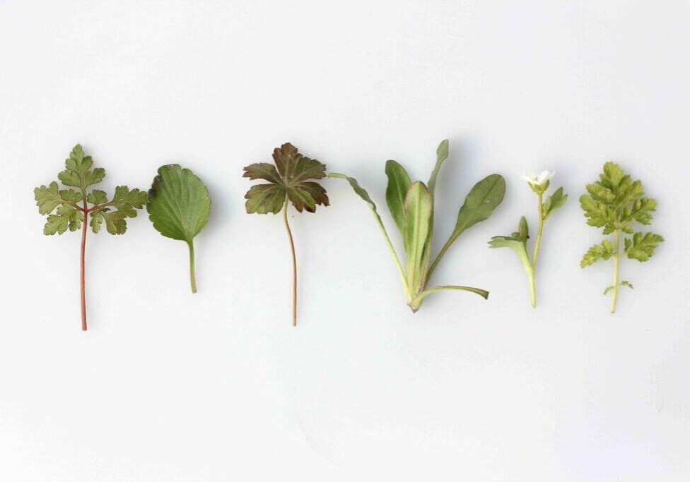 8 Impressive Digestive Bitters Benefits For Gut Health Dr. Will Cole